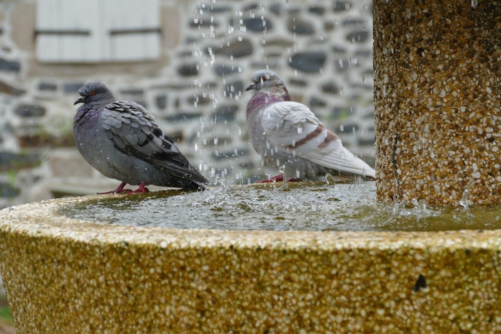 quelle est la consommation electrique d039une fontaine a eau decouvrez son cout sur une annee