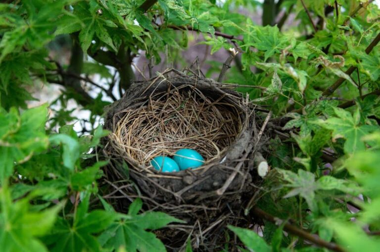 Comment choisir le meilleur nichoir pour oiseaux chez Gifi ?