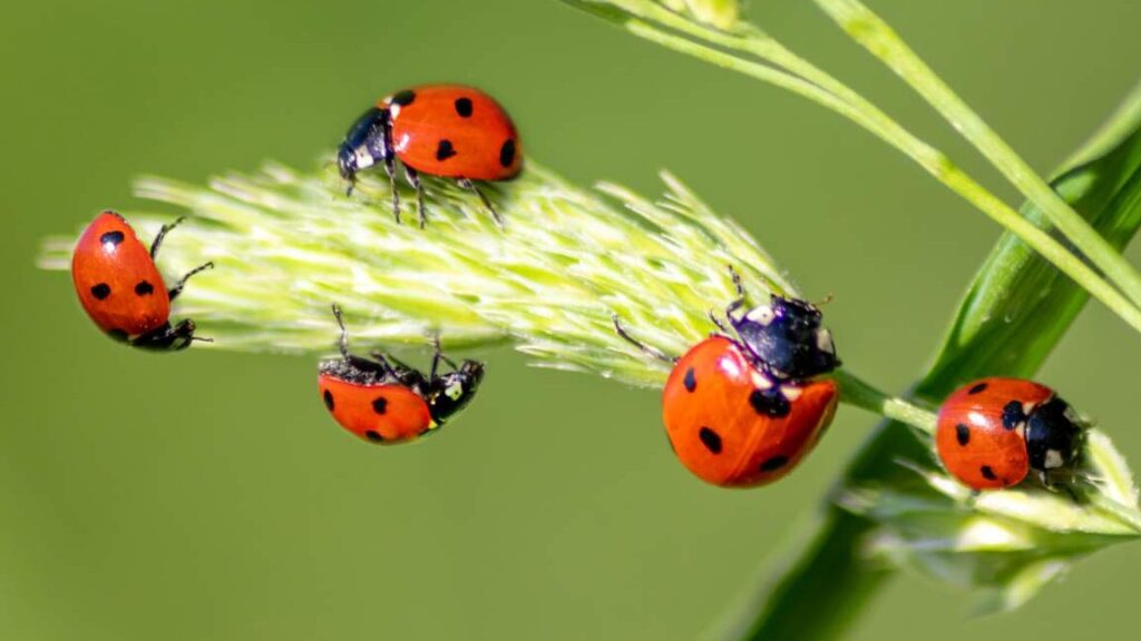 Comment attirer et gérer les ladybugs dans votre jardin ?