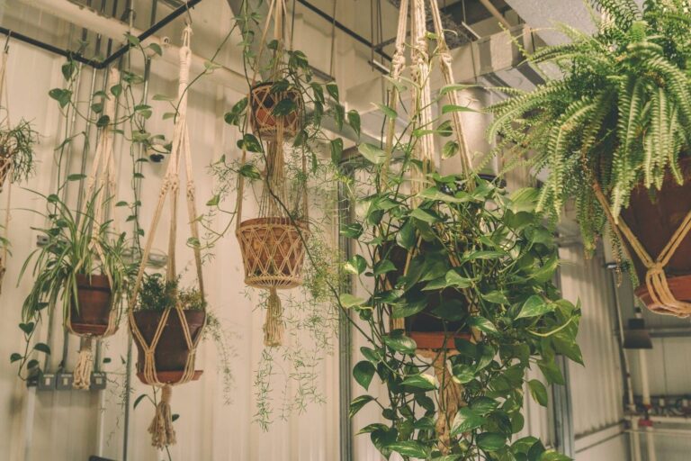 Comment choisir les meilleures plantes pour votre entrée extérieure ?