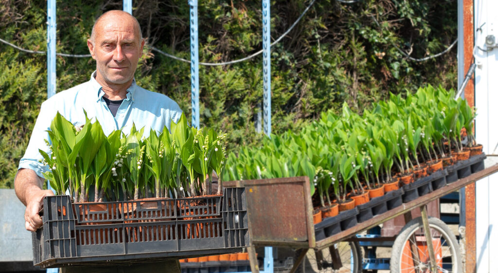 Livraison de muguet pas cher : où trouver les meilleures offres ?
