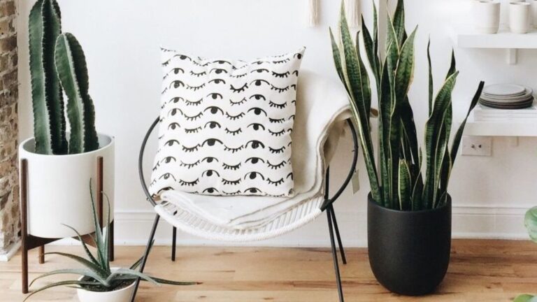 Idée déco cactus : comment intégrer ces plantes tendance dans votre intérieur ?