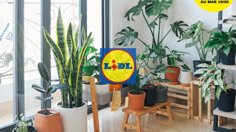 Cactus Lidl: sont-ils le meilleur choix pour votre maison ?
